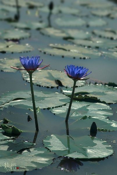 蓝莲花 高中作文