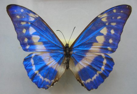 蓝色蝴蝶种类图片